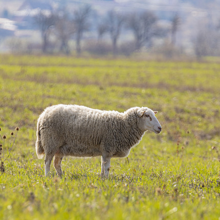 A sheep in the field